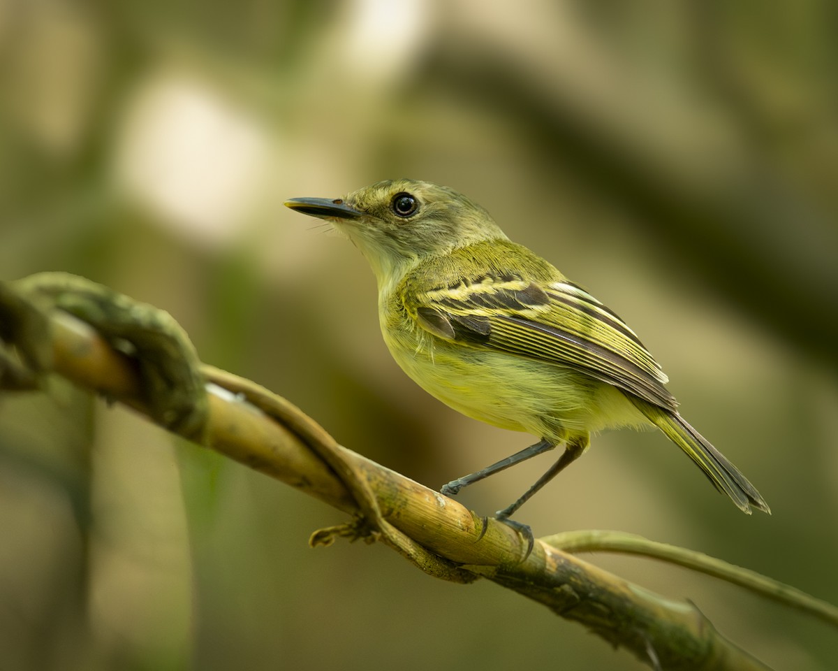 Smoky-fronted Tody-Flycatcher - ML619030970