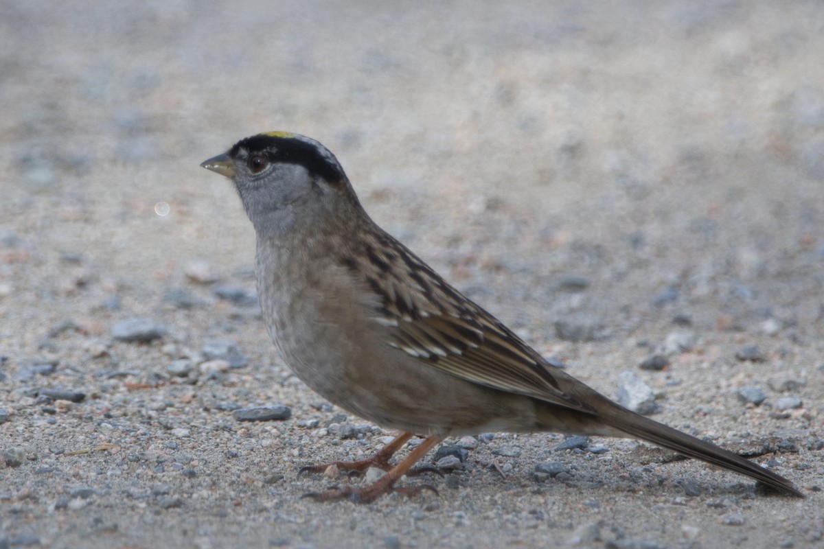 Golden-crowned Sparrow - Tomas Mazak