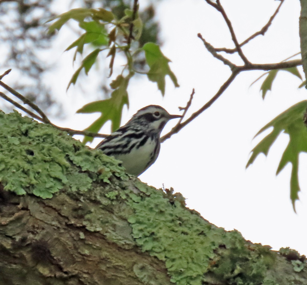 Black-and-white Warbler - ML619031030