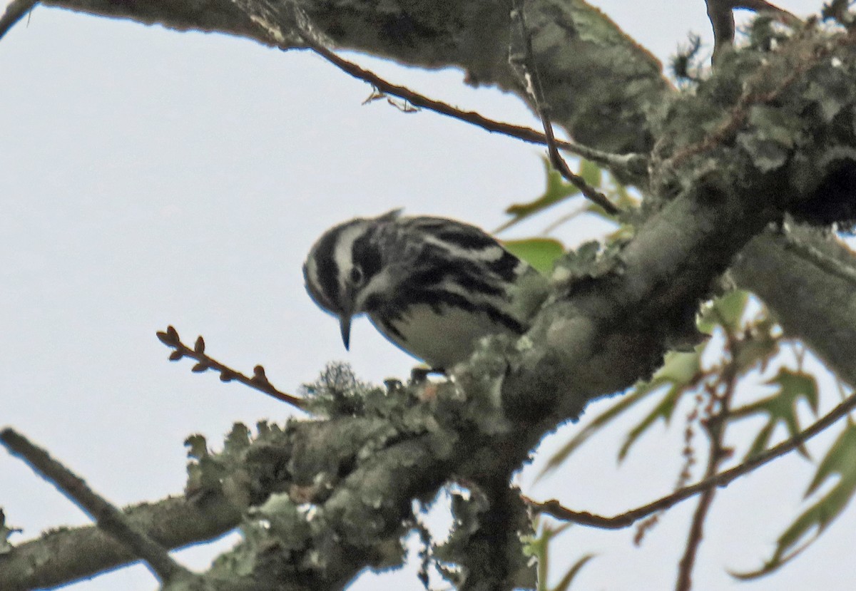 Black-and-white Warbler - ML619031031