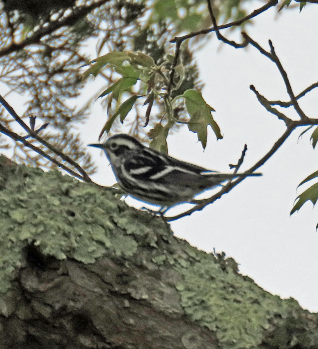 Black-and-white Warbler - ML619031032