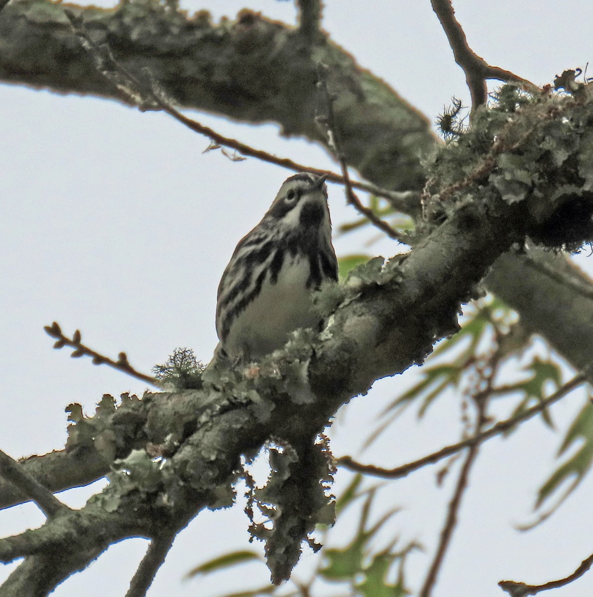 Black-and-white Warbler - ML619031033