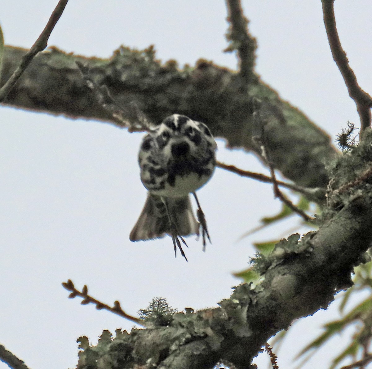 Black-and-white Warbler - ML619031034