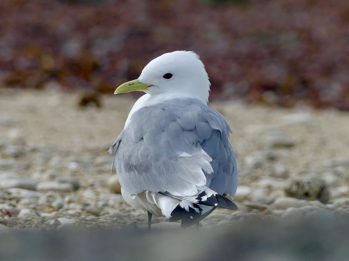 Mouette tridactyle - ML619031035
