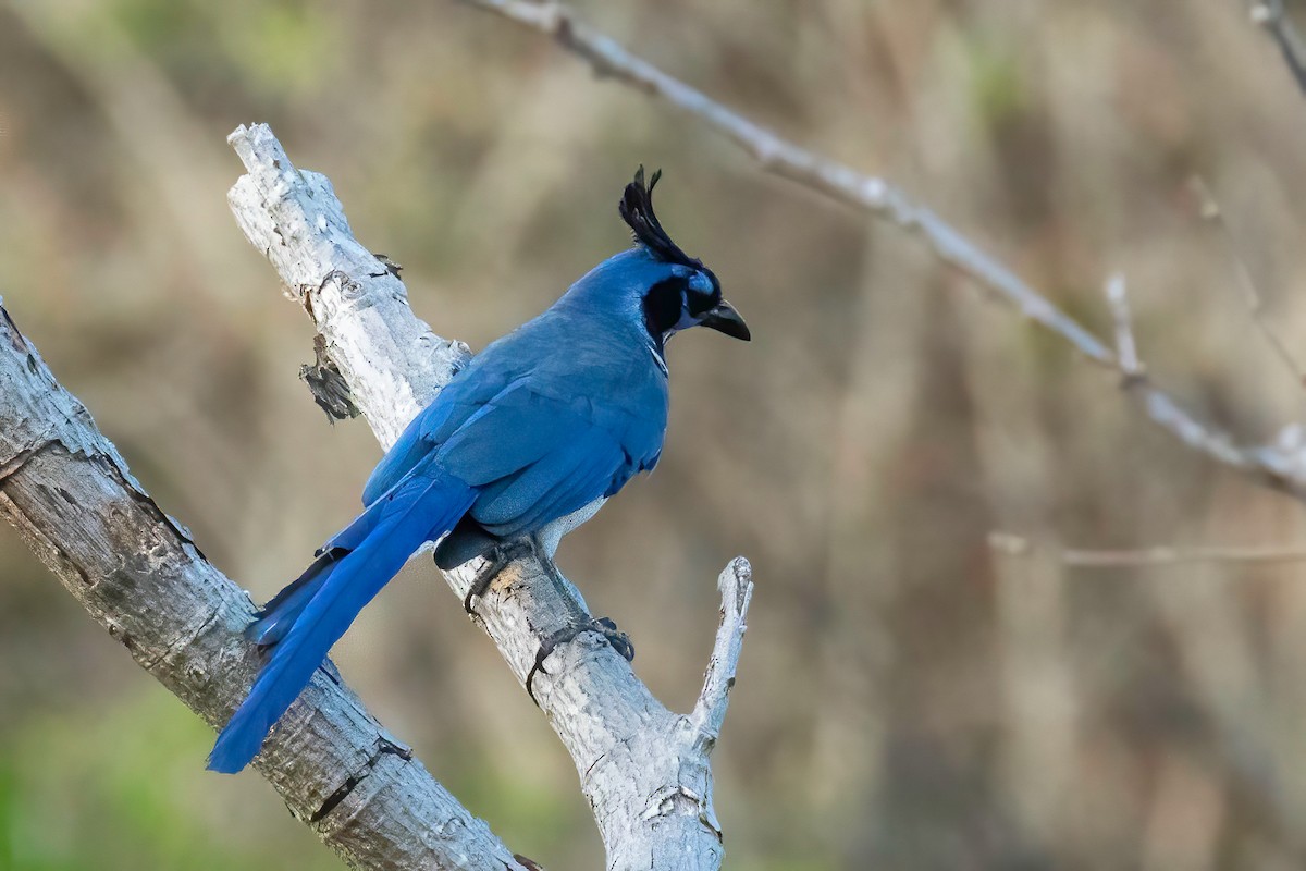 Black-throated Magpie-Jay - Fred Hochstaedter