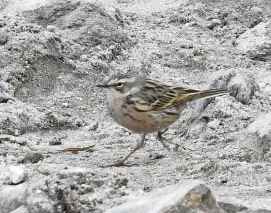 Rosy Pipit - ML619031085