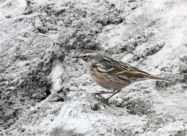 Rosy Pipit - ML619031093