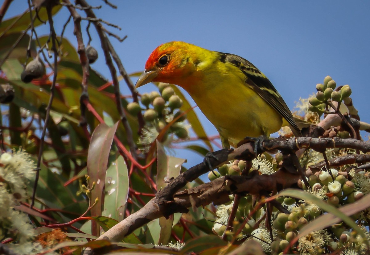Western Tanager - ML619031098