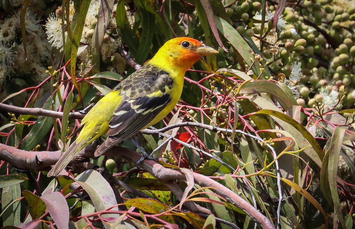 Western Tanager - ML619031108