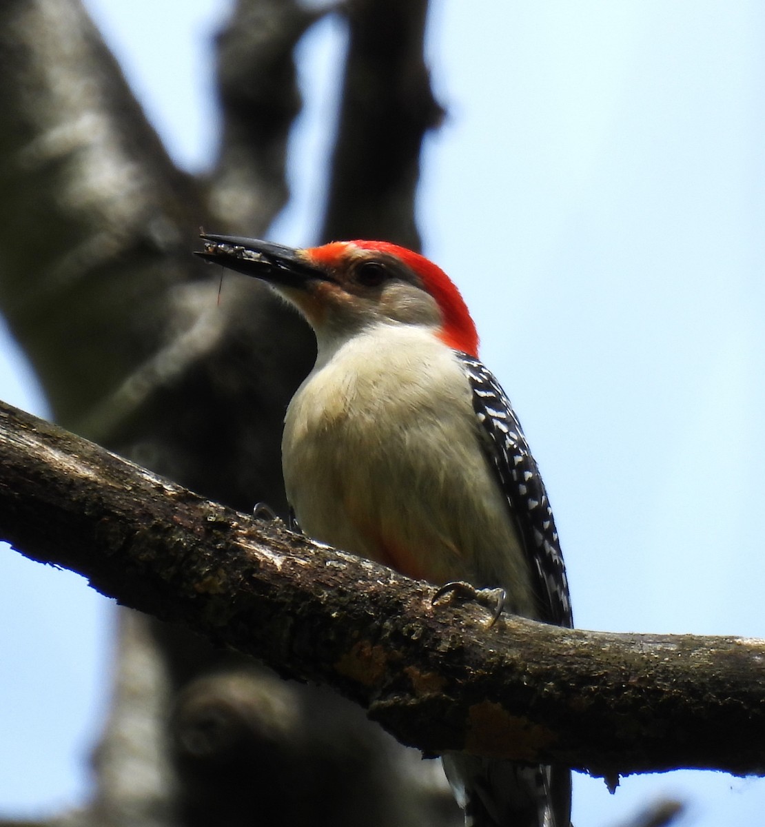 Red-bellied Woodpecker - ML619031123