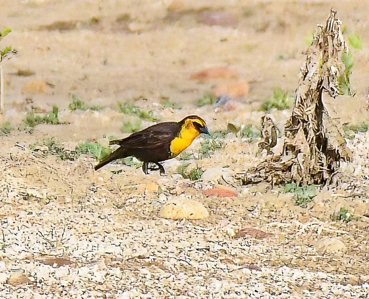 Yellow-headed Blackbird - ML619031128