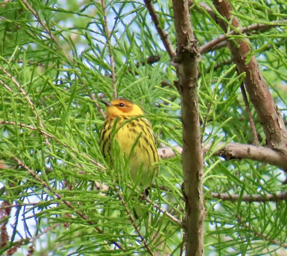 Cape May Warbler - ML619031184