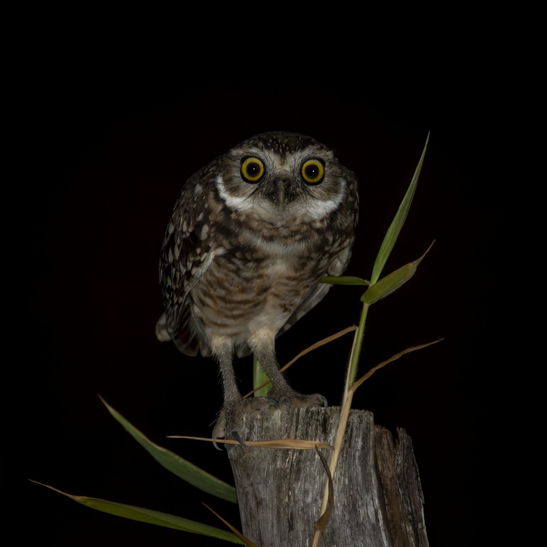 Burrowing Owl - Caio Osoegawa