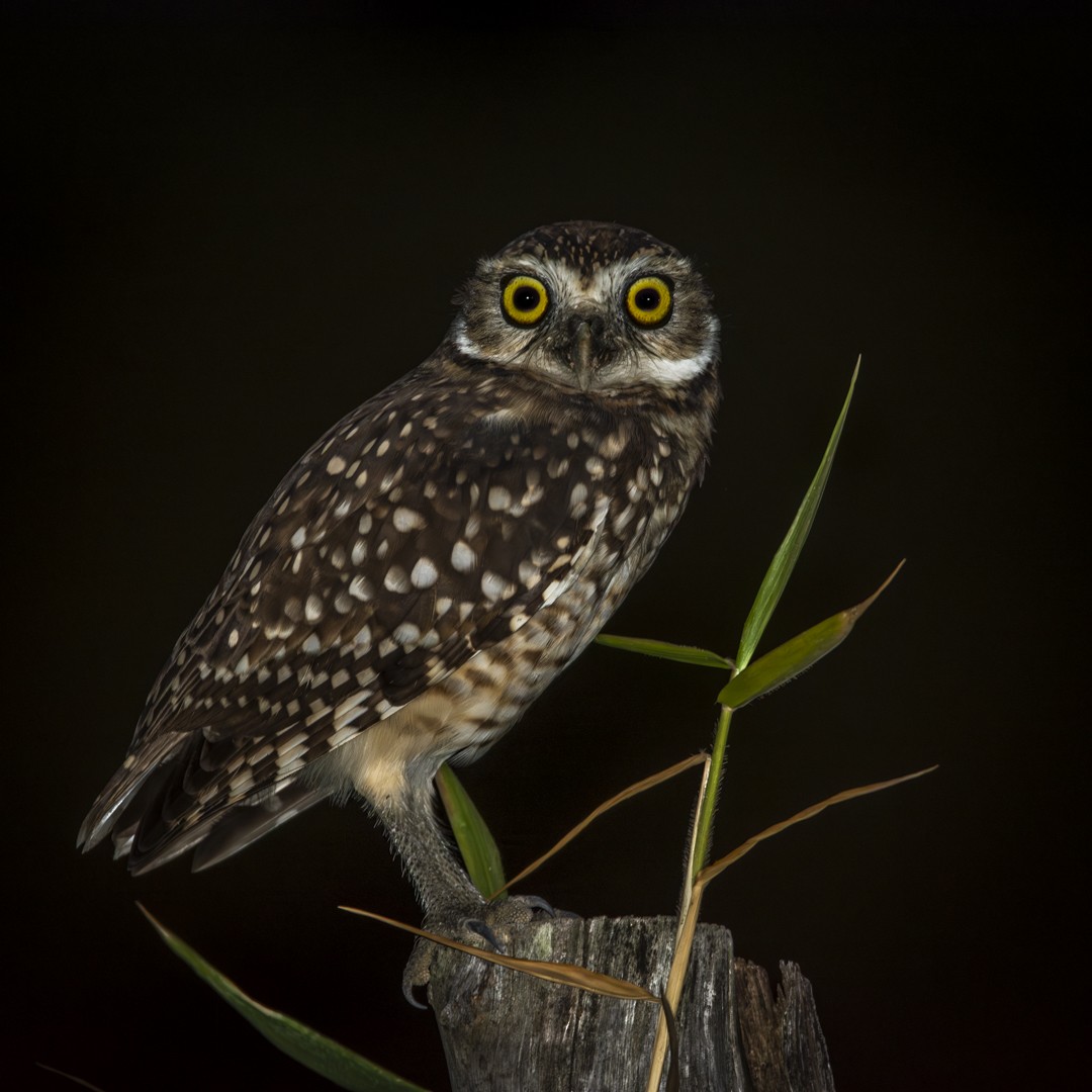 Burrowing Owl - ML619031234