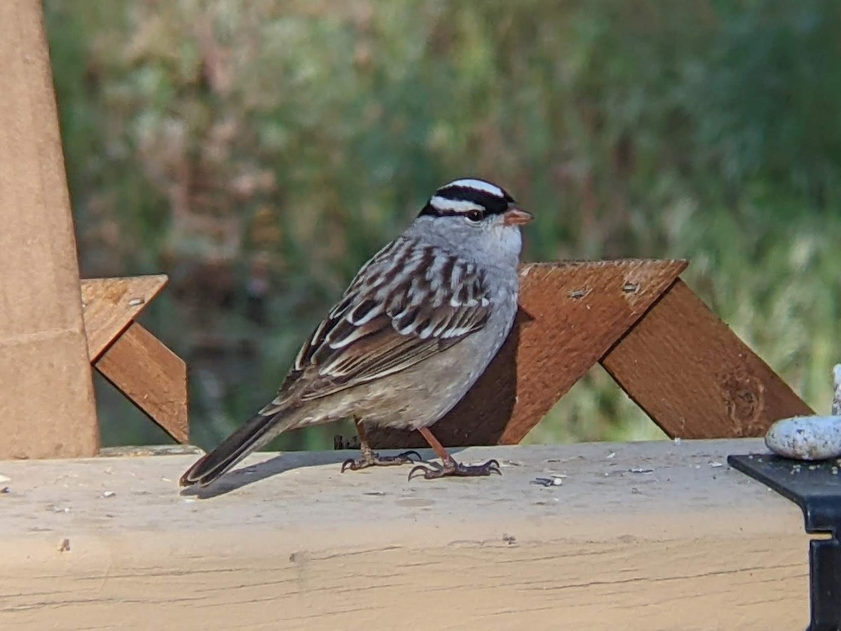 White-crowned Sparrow (Dark-lored) - ML619031235