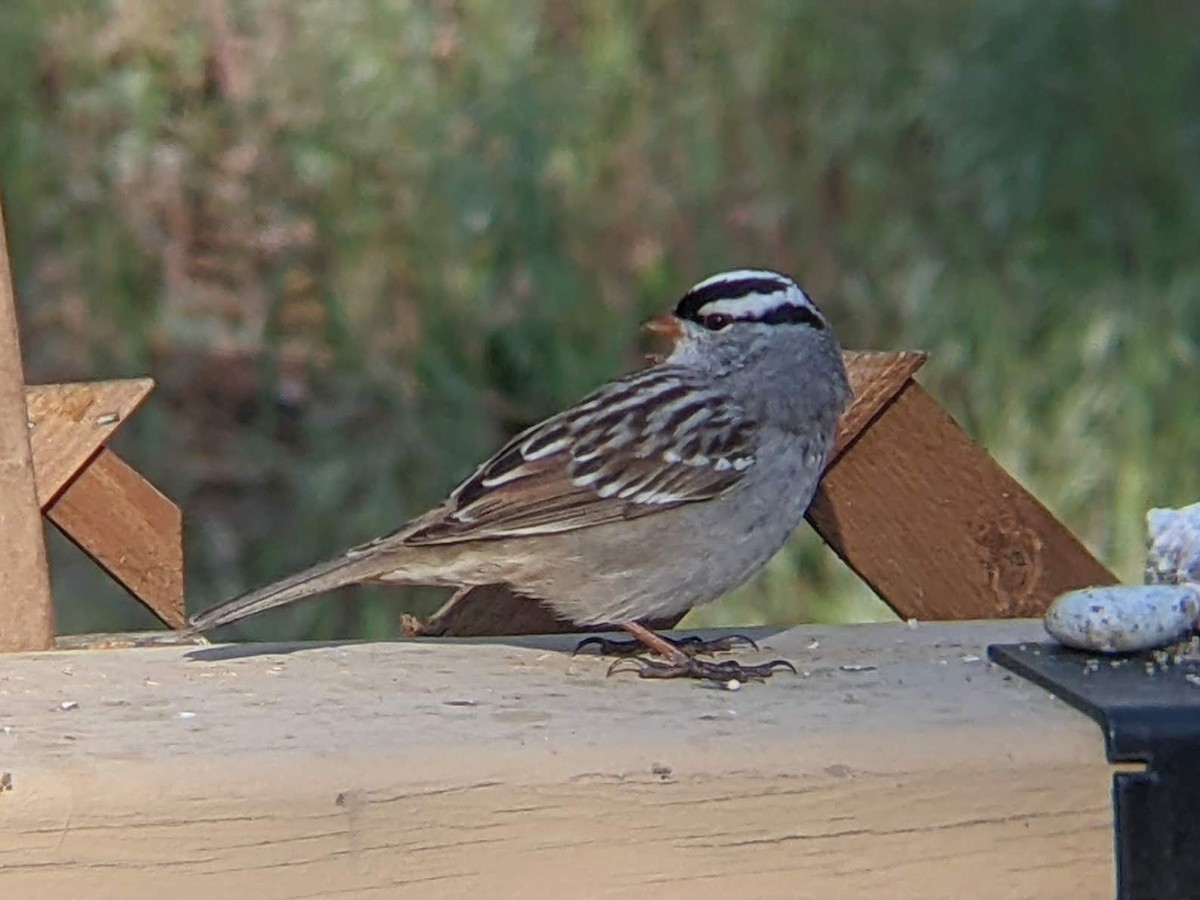 White-crowned Sparrow (Dark-lored) - ML619031236