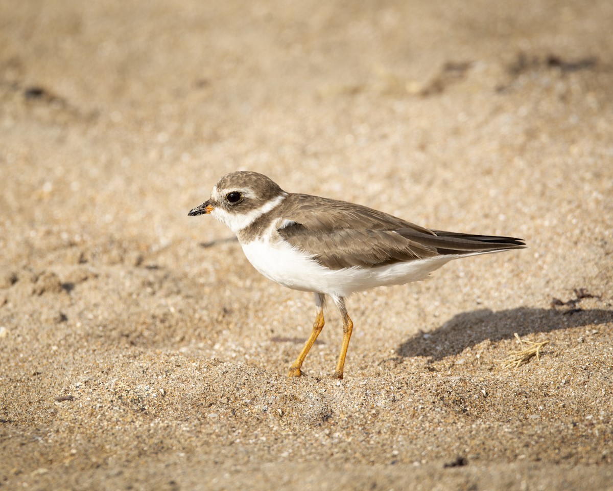 Semipalmated Plover - ML619031256