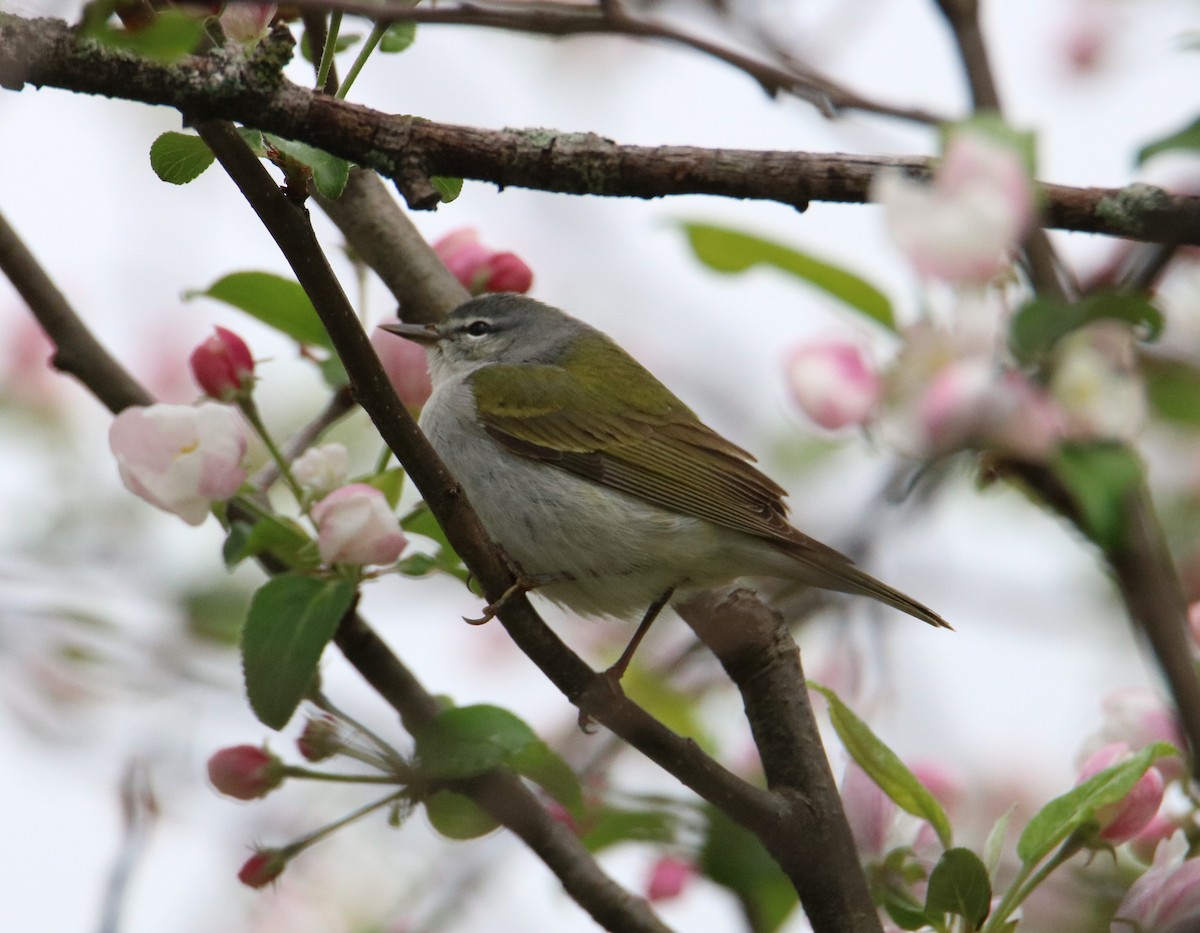 Tennessee Warbler - Rick Muise