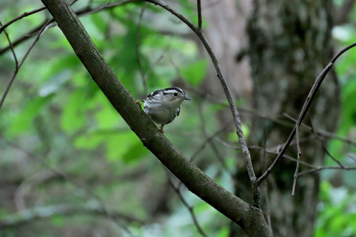 Black-and-white Warbler - ML619031273