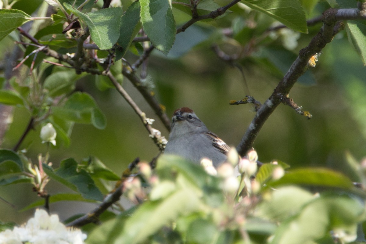 Chipping Sparrow - ML619031322