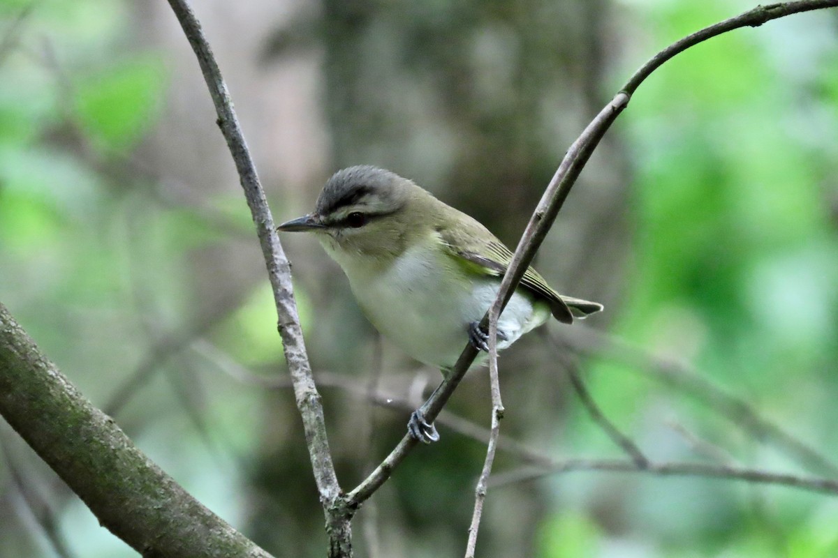 Red-eyed Vireo - Terry Swope