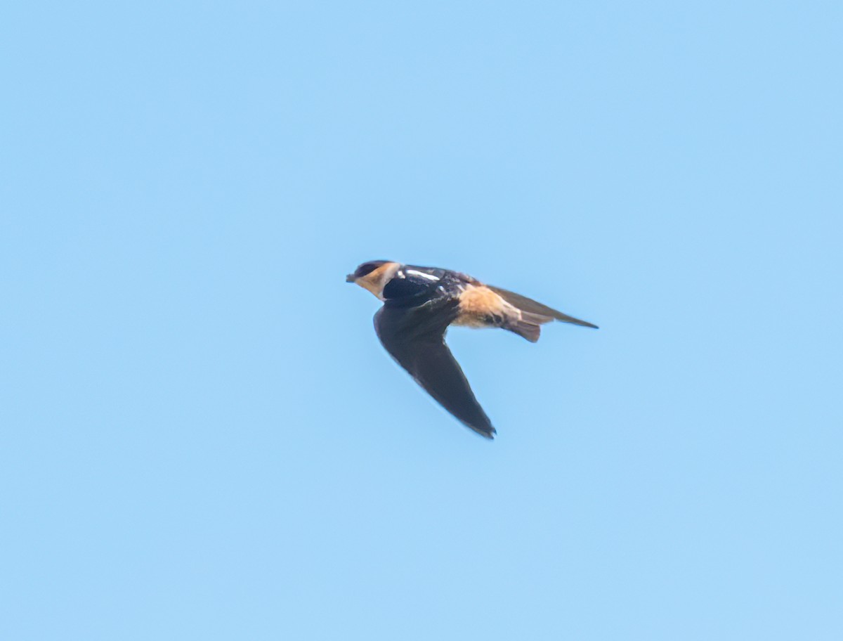 Cave Swallow - ML619031344
