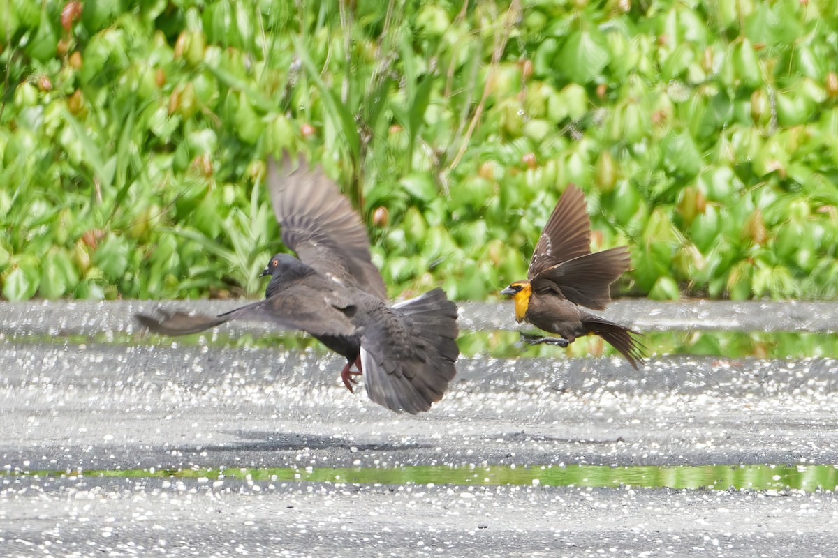 Yellow-headed Blackbird - Ant Tab