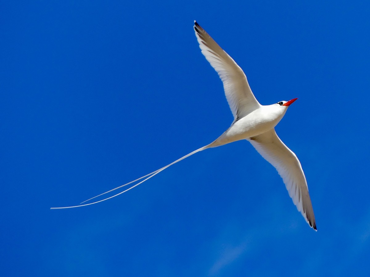 Red-billed Tropicbird - Octave Pajot