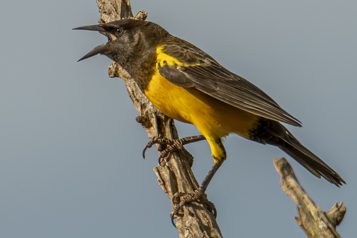 Yellow-rumped Marshbird - ML619031471