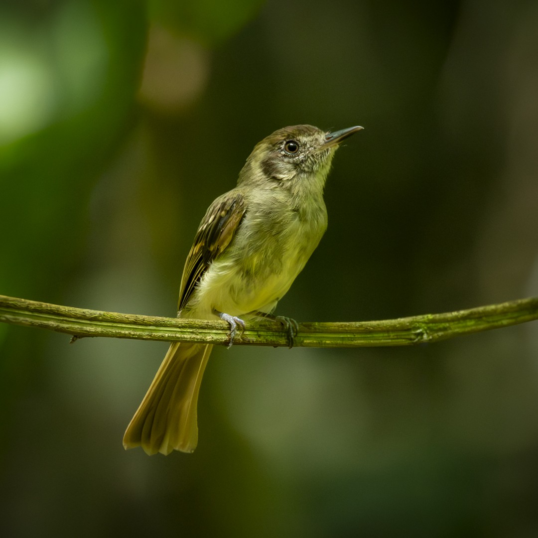 Sepia-capped Flycatcher - ML619031491