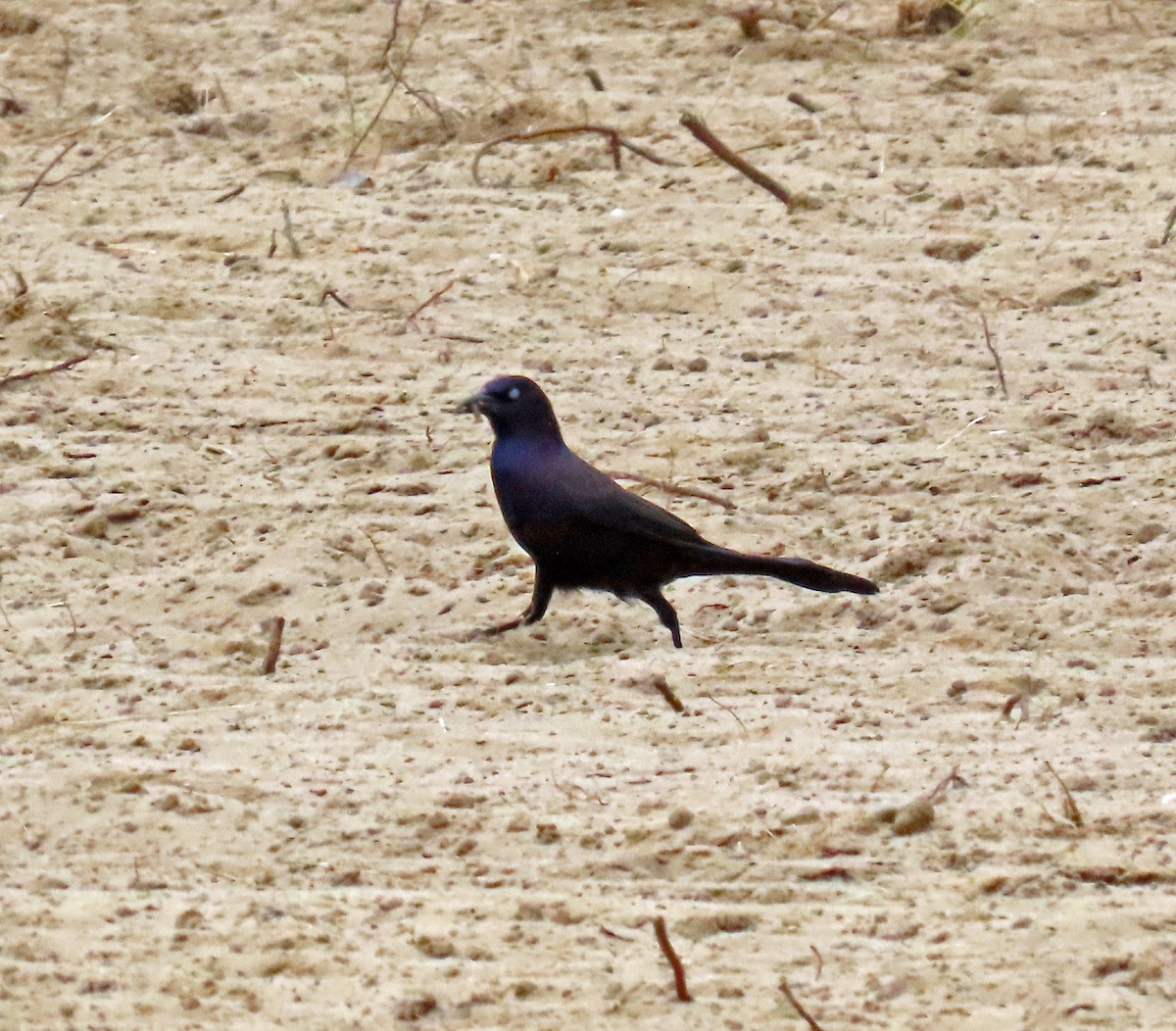 Boat-tailed Grackle - ML619031493