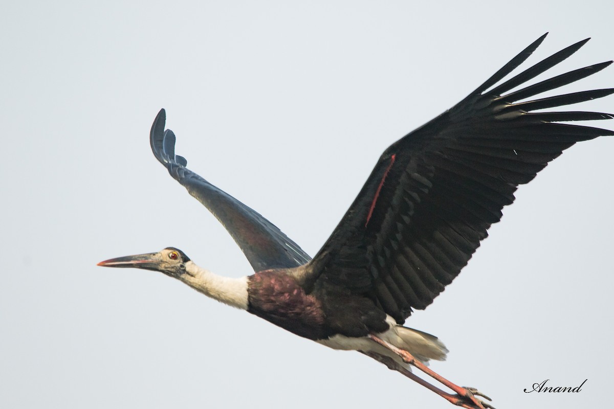 Asian Woolly-necked Stork - ML619031534