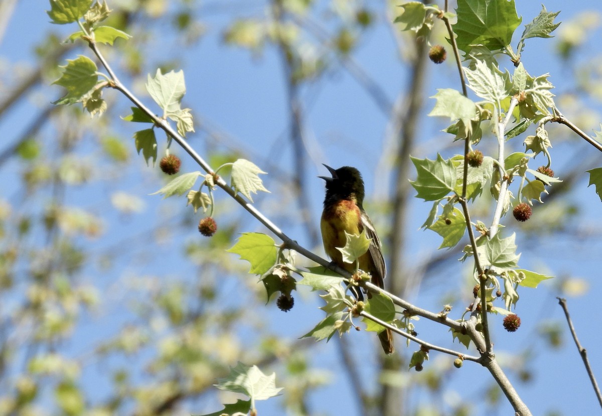 Orchard Oriole - ML619031574