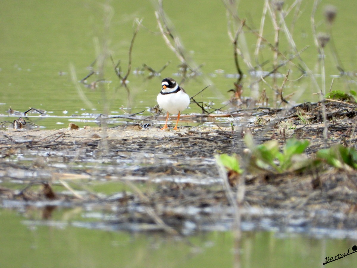 Common Ringed Plover - ML619031591