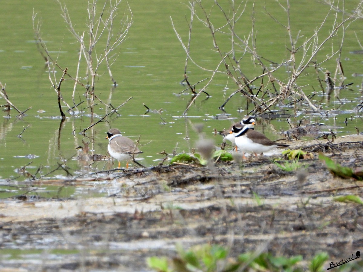 Common Ringed Plover - ML619031592