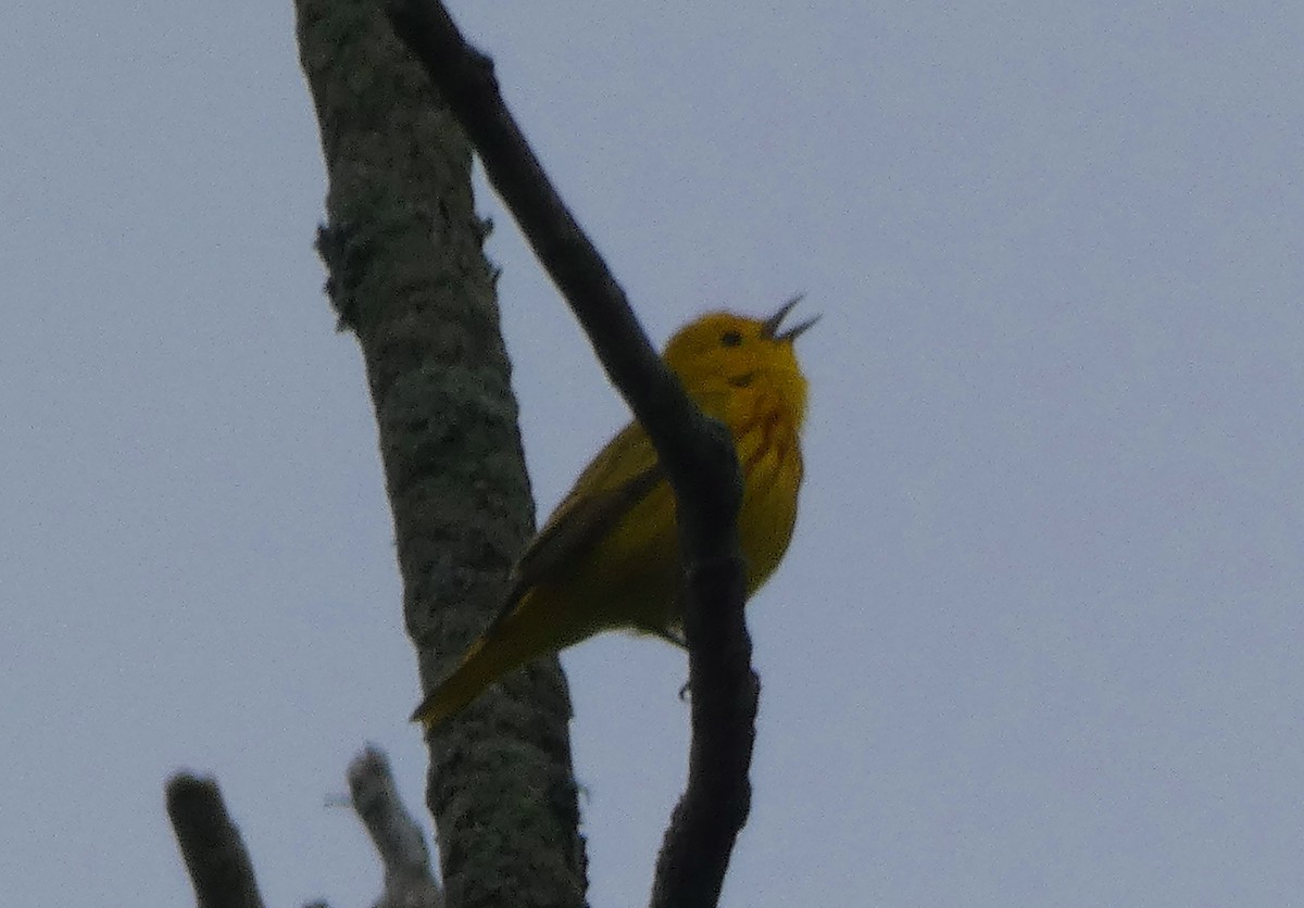 Yellow Warbler - Cris A