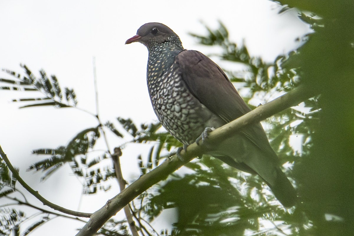 Scaled Pigeon - ML619031642