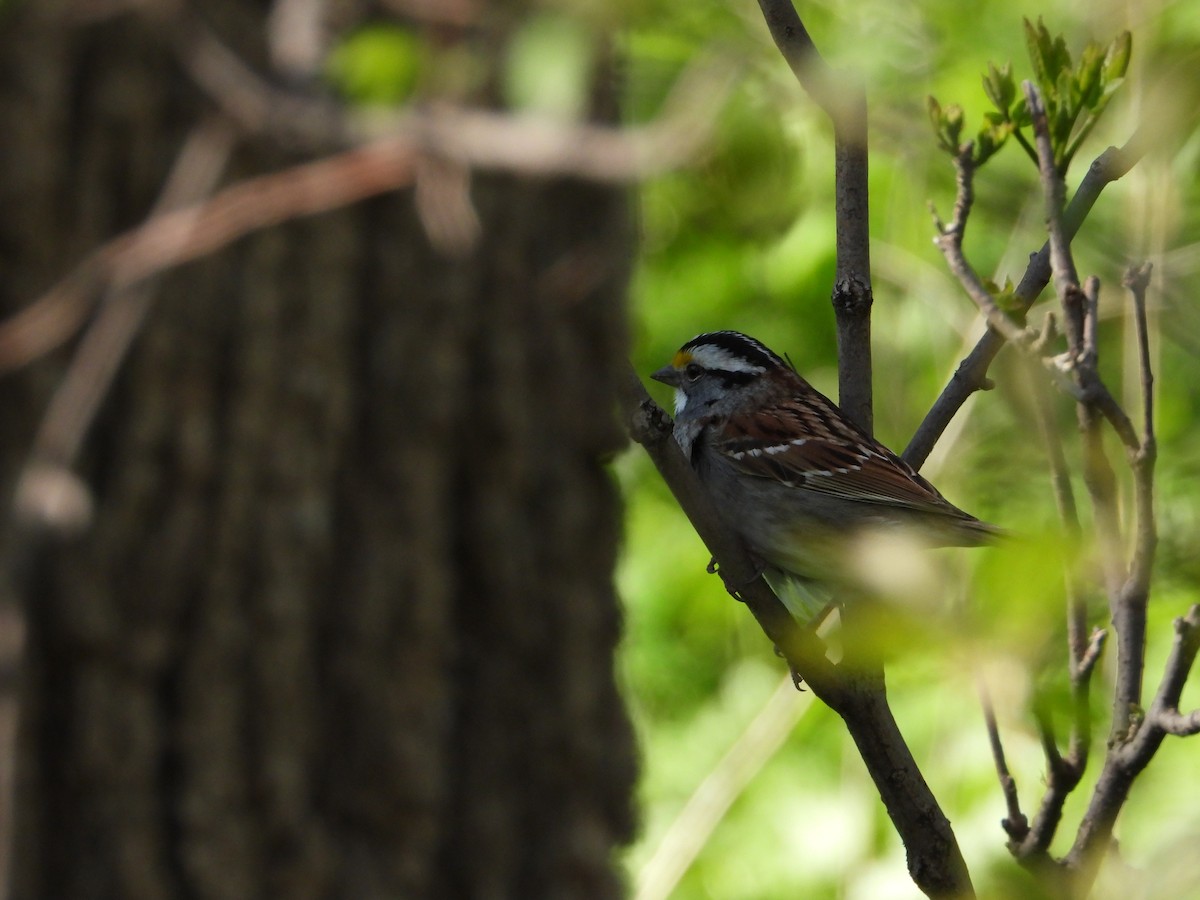 White-throated Sparrow - ML619031654