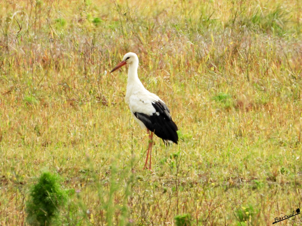 White Stork - ML619031658