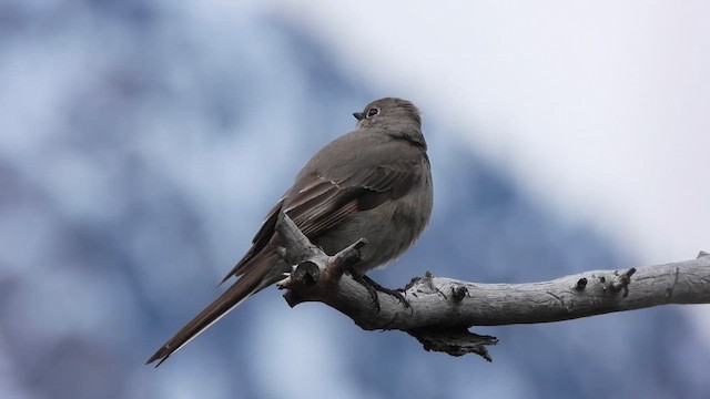 Townsend's Solitaire - ML619031670