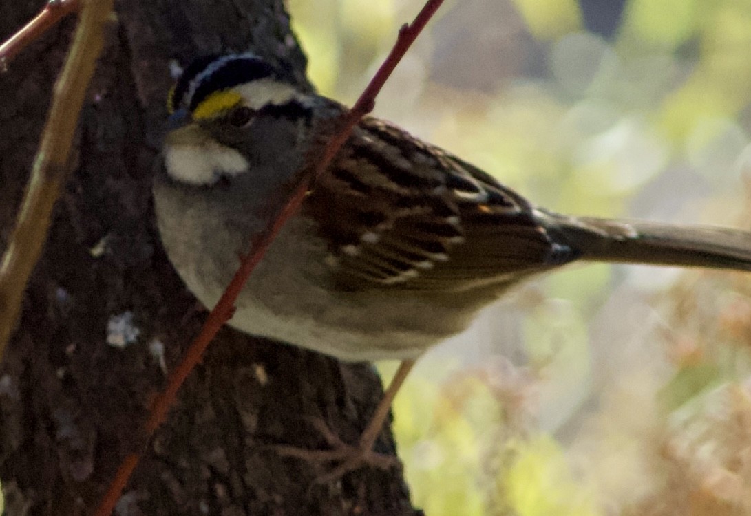 White-throated Sparrow - Milo Nikolic