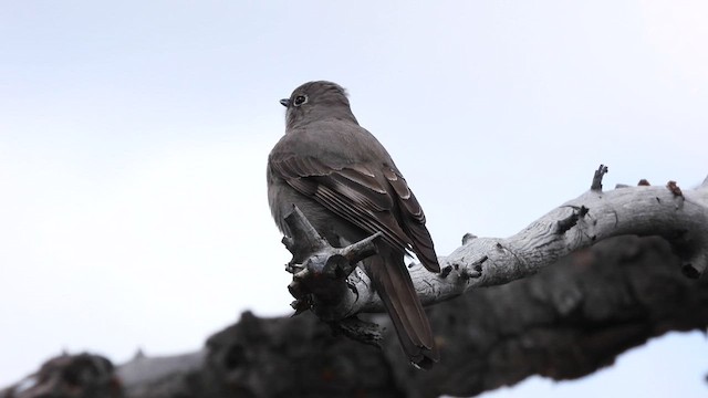 Townsend's Solitaire - ML619031685