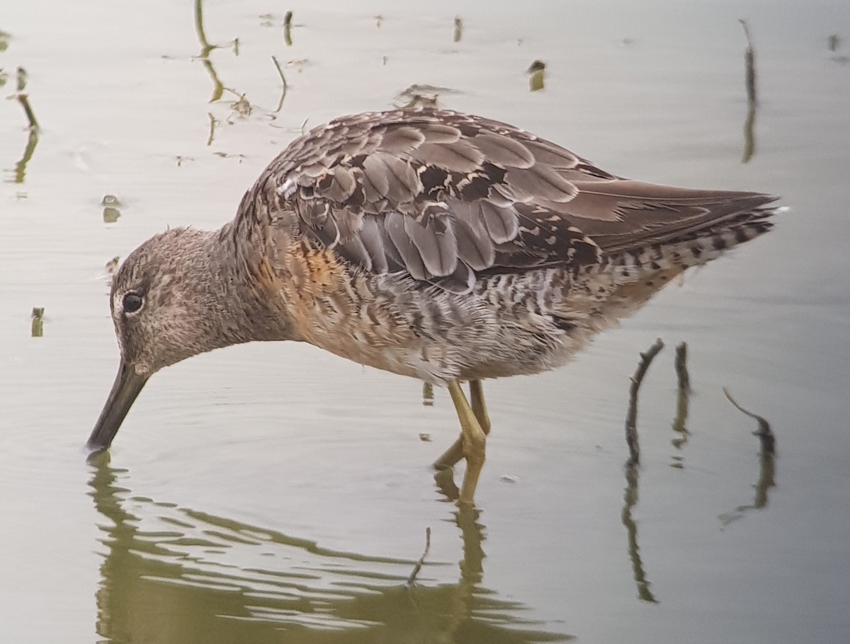 Long-billed Dowitcher - ML619031777