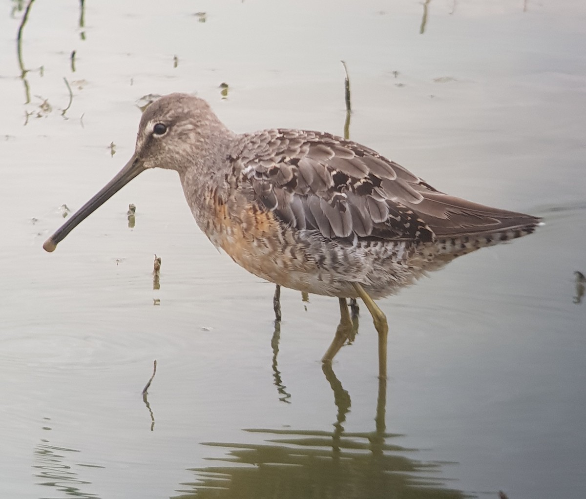 Long-billed Dowitcher - ML619031778