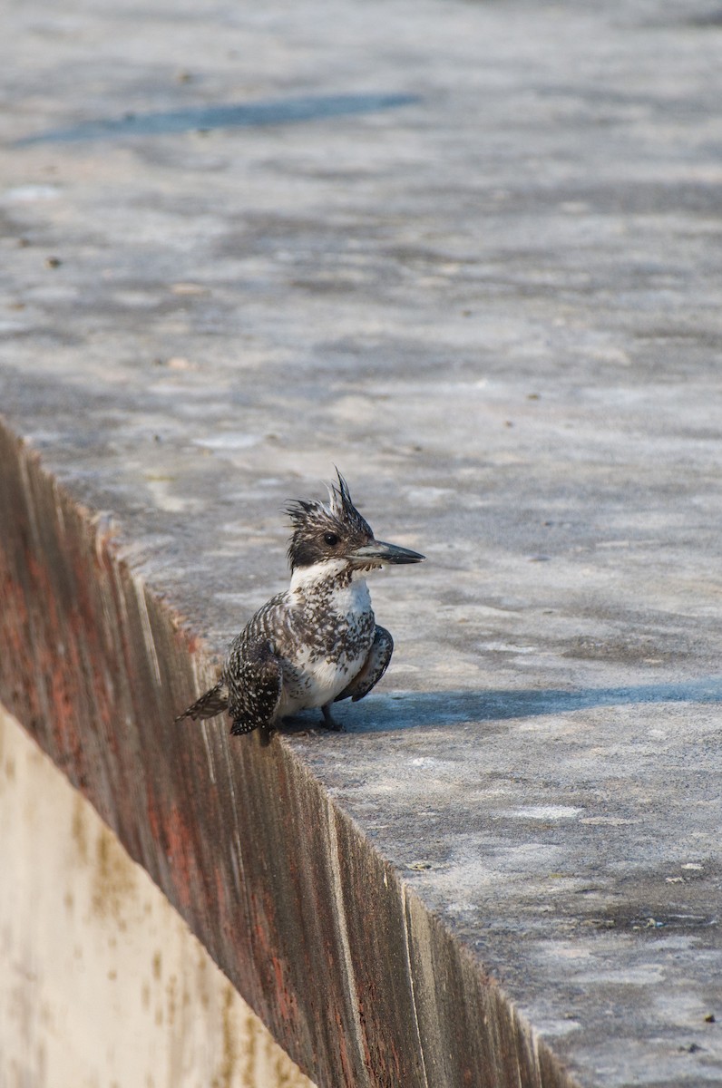 Crested Kingfisher - ML619031804
