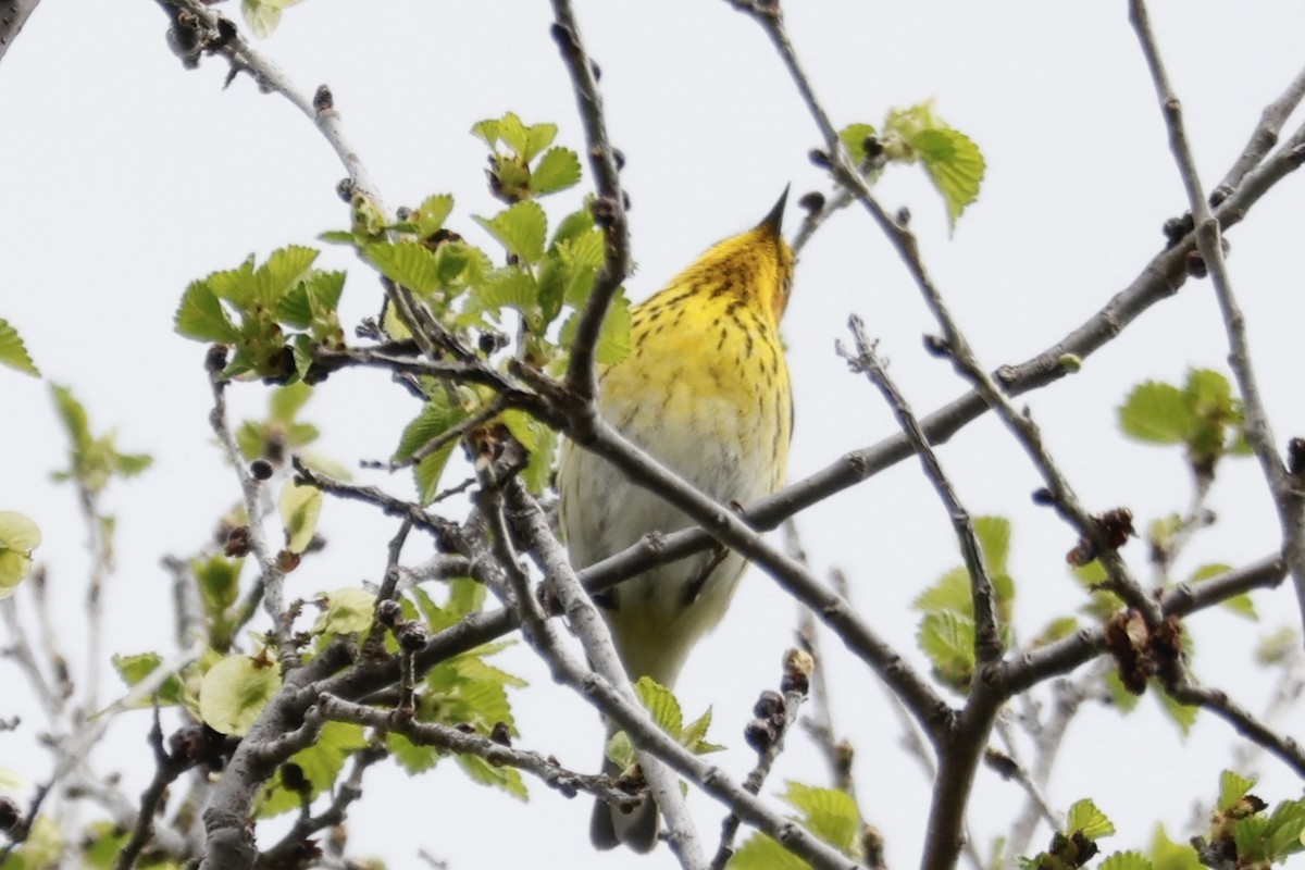 Cape May Warbler - ML619031806