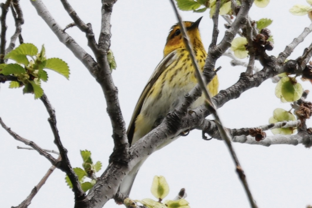 Cape May Warbler - ML619031807