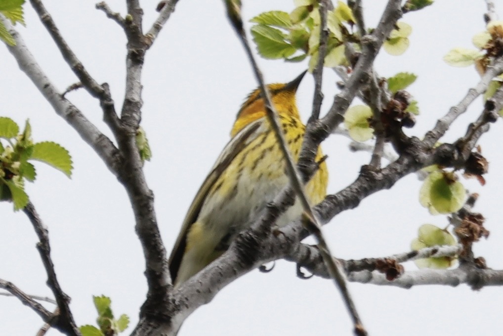 Cape May Warbler - ML619031808