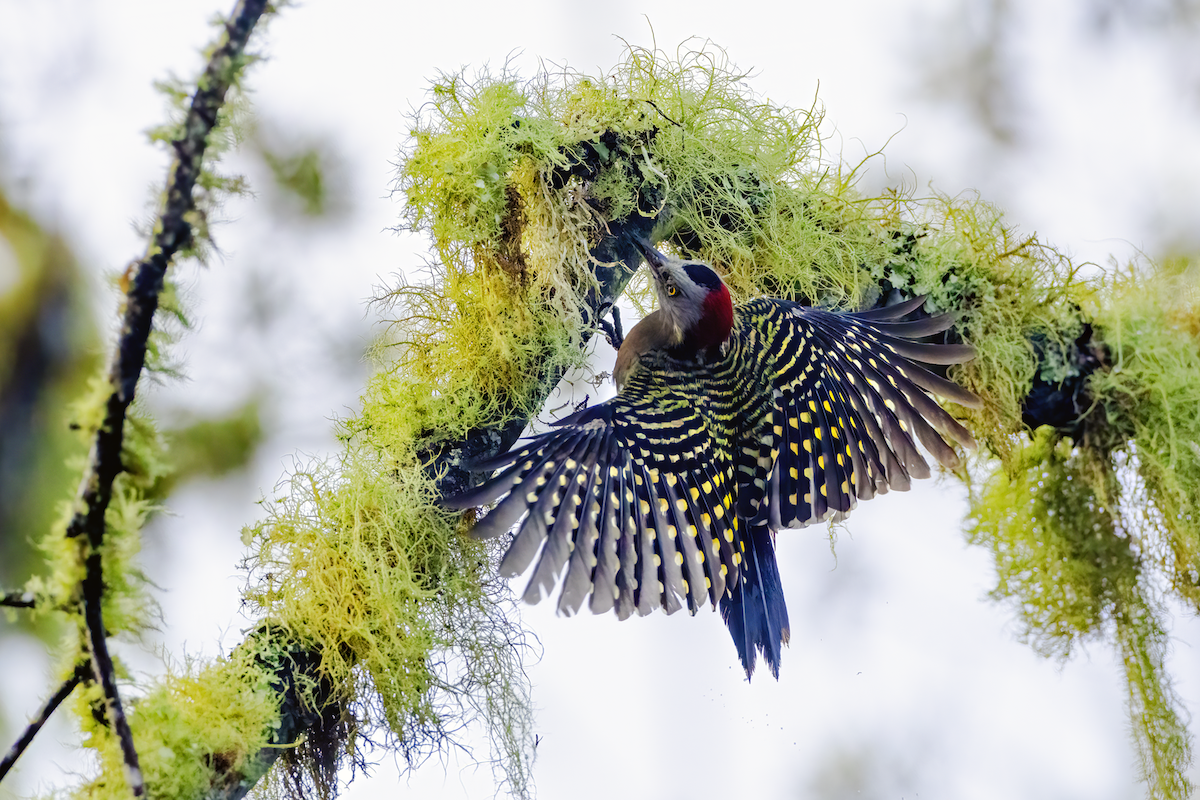 Hispaniolan Woodpecker - ML619031812