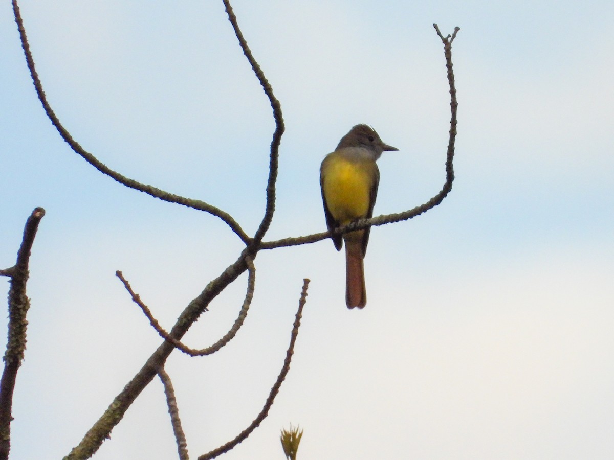 Great Crested Flycatcher - ML619031940